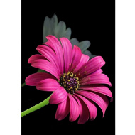 Diamantové puzzle: Sada na malování diamantů Gerbera 10x15 cm