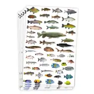 PlayBox: Nálepky s rybami, 300 kusů