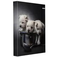 Spirit: Štěňátka sešitový box s gumičkou ve formátu A4