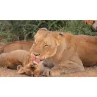 Zvířata a jejich mláďata diapozitivy